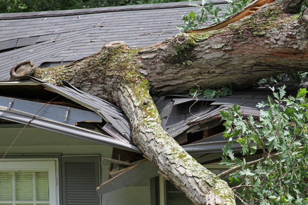 A storm causes a white oak tree to fall and rip through the roof of a house